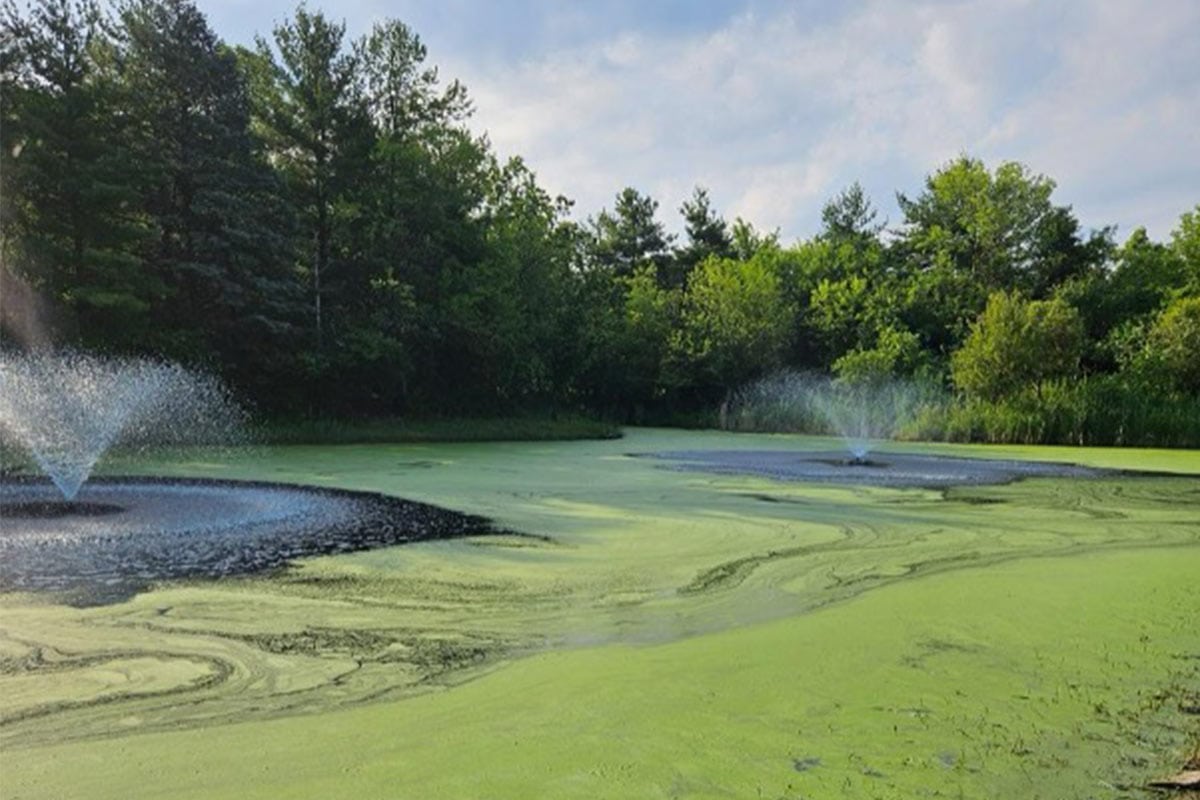 Pond of the Year | McCloud Aquatics Pond of the Year | McCloud Aquatics