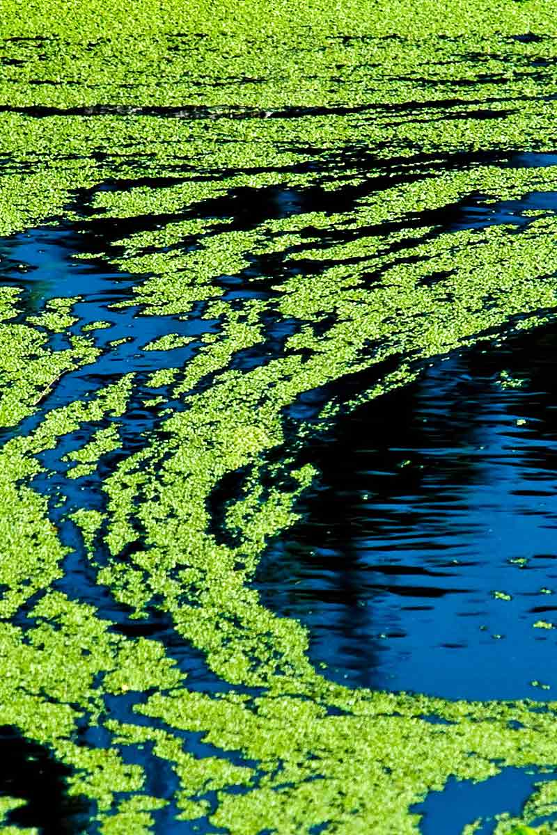 When Algae Go Rogue: Issues & Risks When Algae Go Rogue: Issues & Risks
