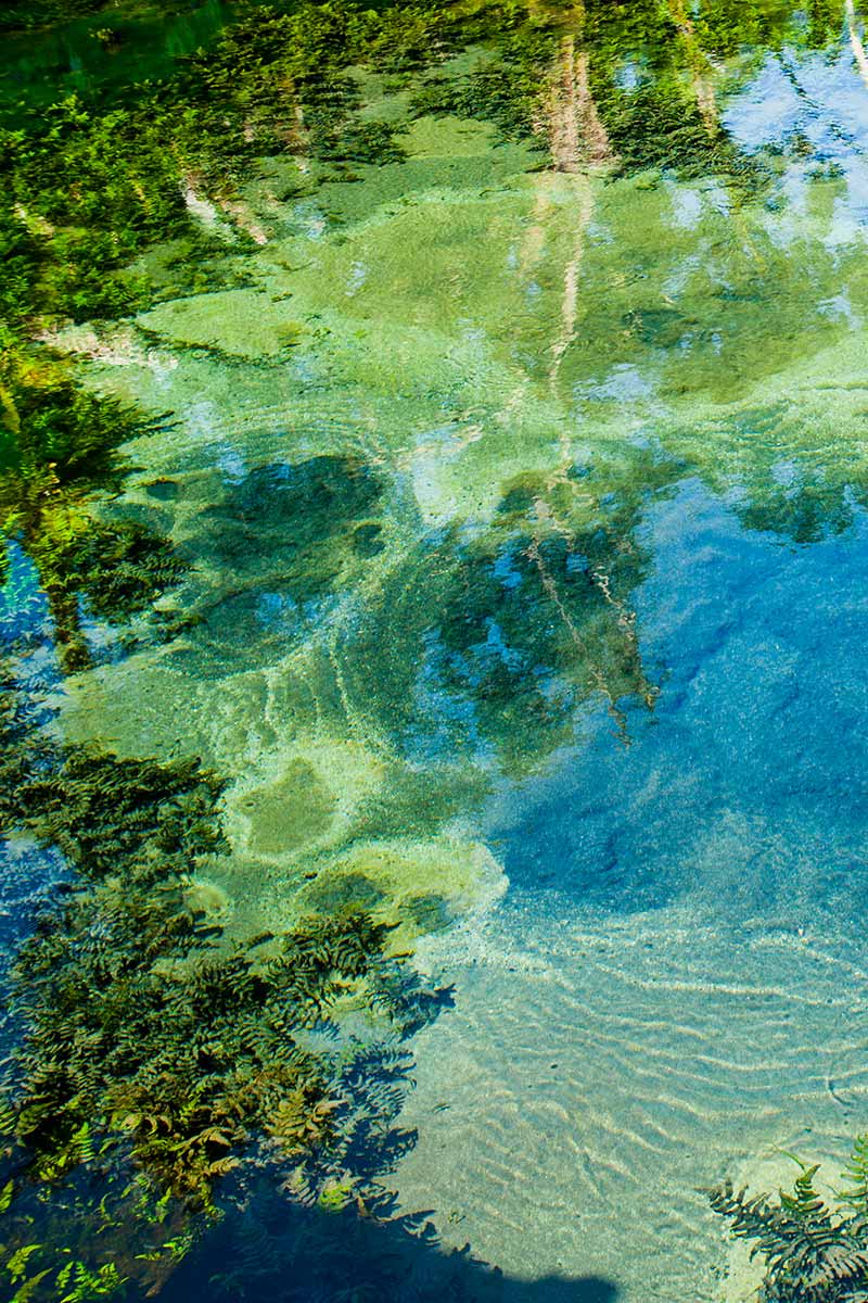 Algae’s Bright Side: Benefits You Should Know Algae’s Bright Side: Benefits You Should Know