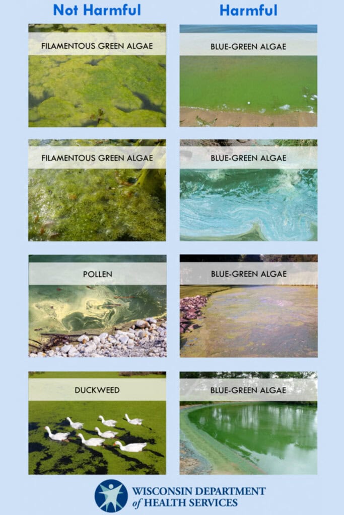 Understanding Harmful Algal Blooms