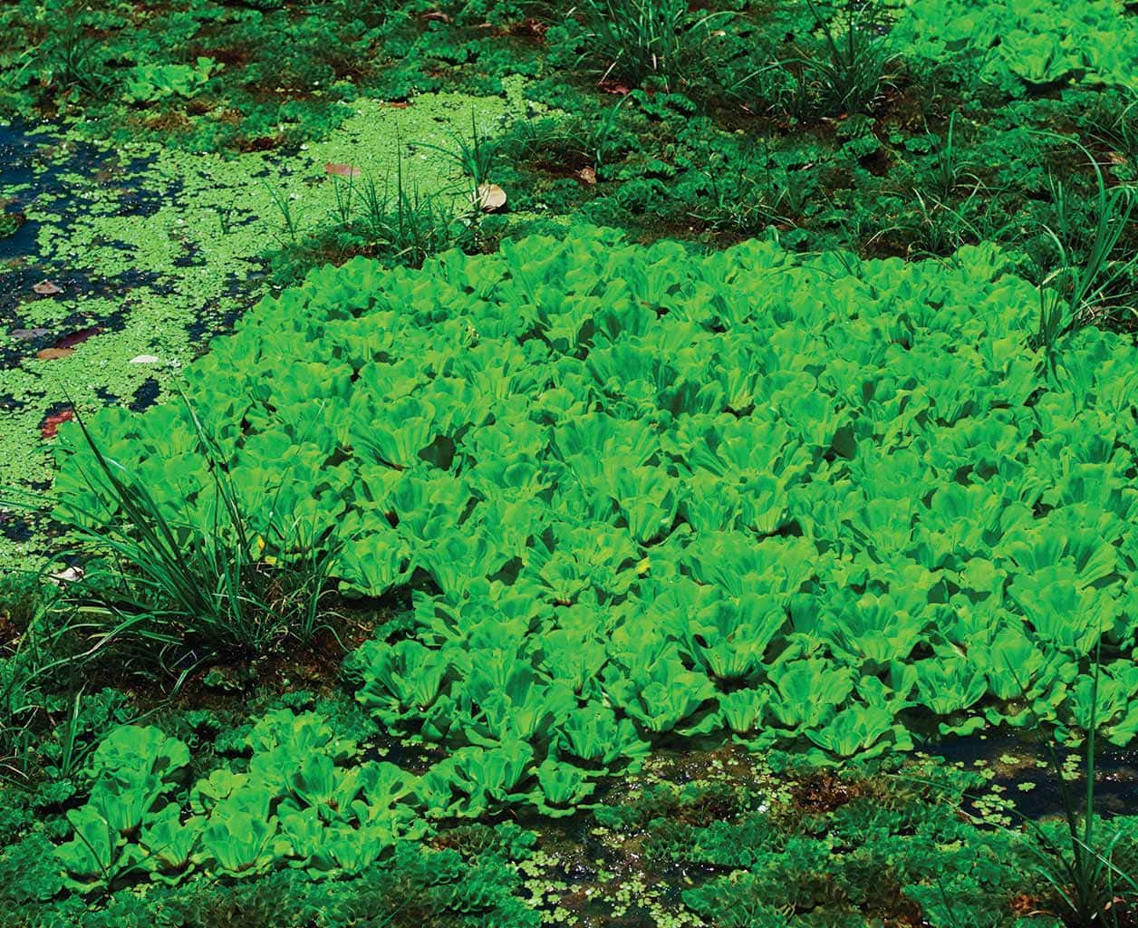 The Ultimate Guide to Aquatic Weed Control for Chicagoland and Northern Illinois