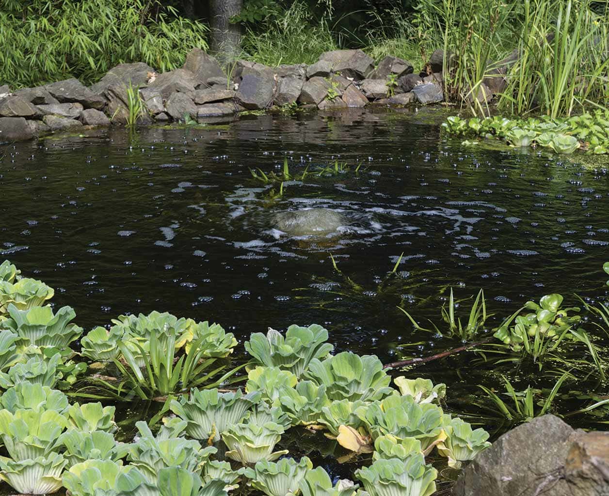 The Role of Aeration in Maintaining Healthy Illinois Ponds