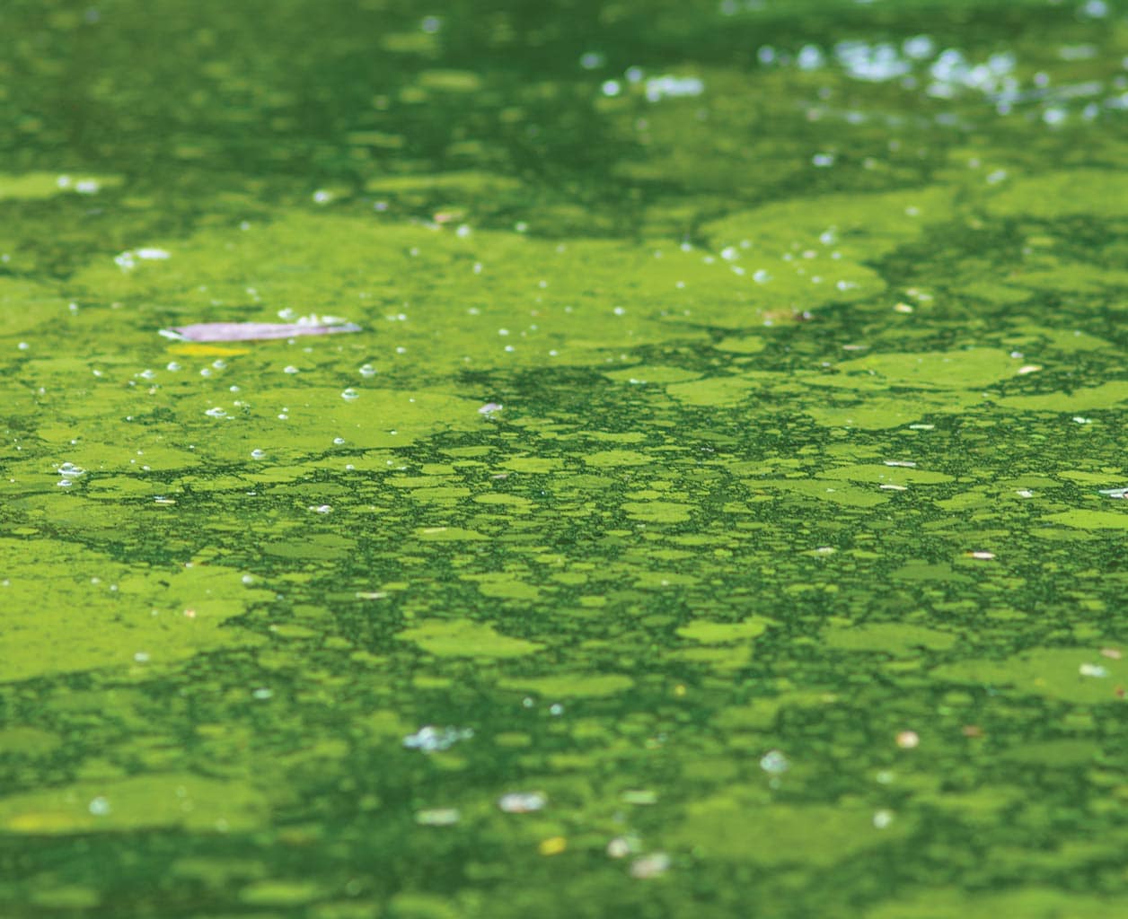 The Ultimate Guide to Nutrient Pollution Remediation for Midwest Lakes and Ponds