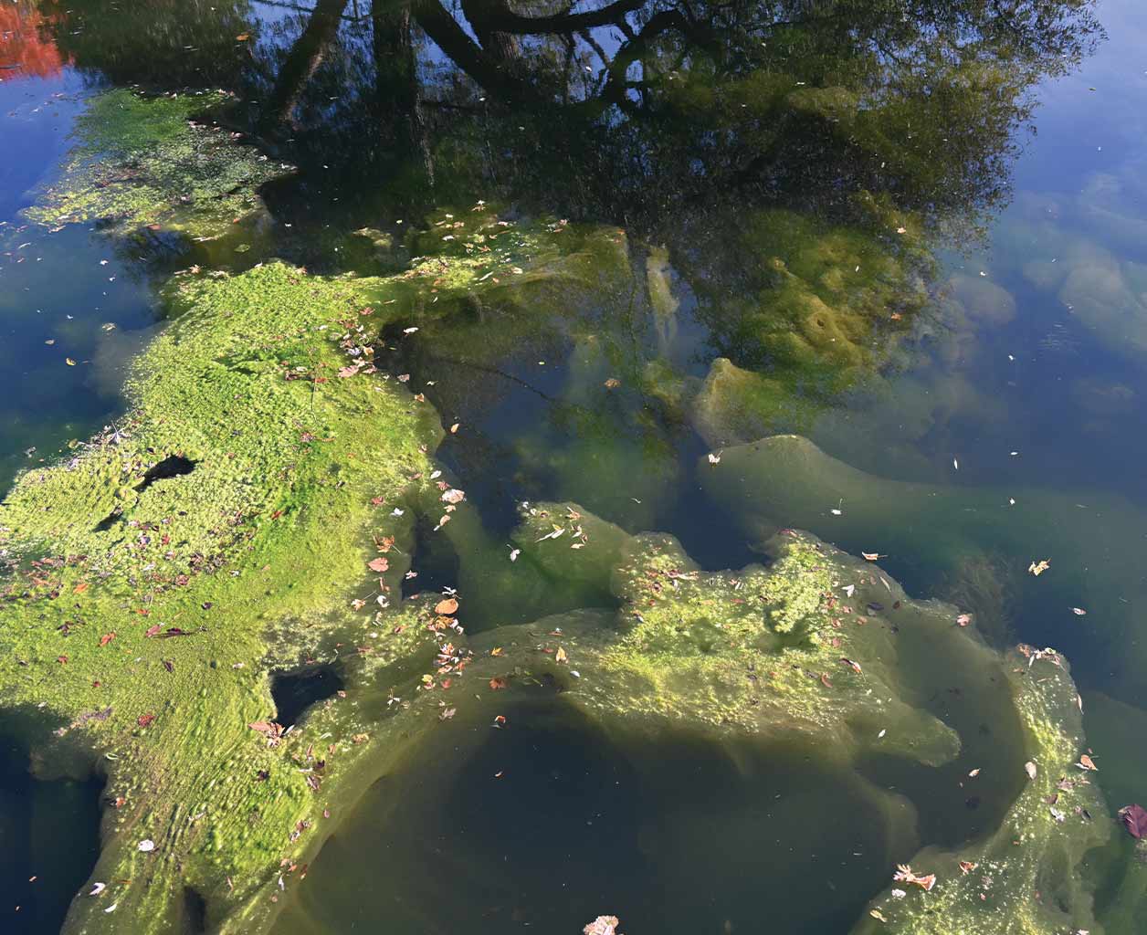 Why Your Pond Water Turns Green in Summer