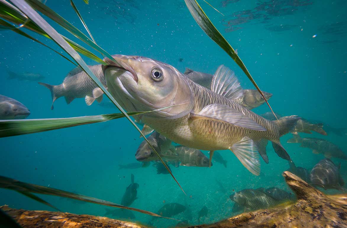 Fish Stocking Lake and Pond Management Plans | McCloud Aquatics | Lake Management | Pond Management | Depth Mapping | Fish Stocking