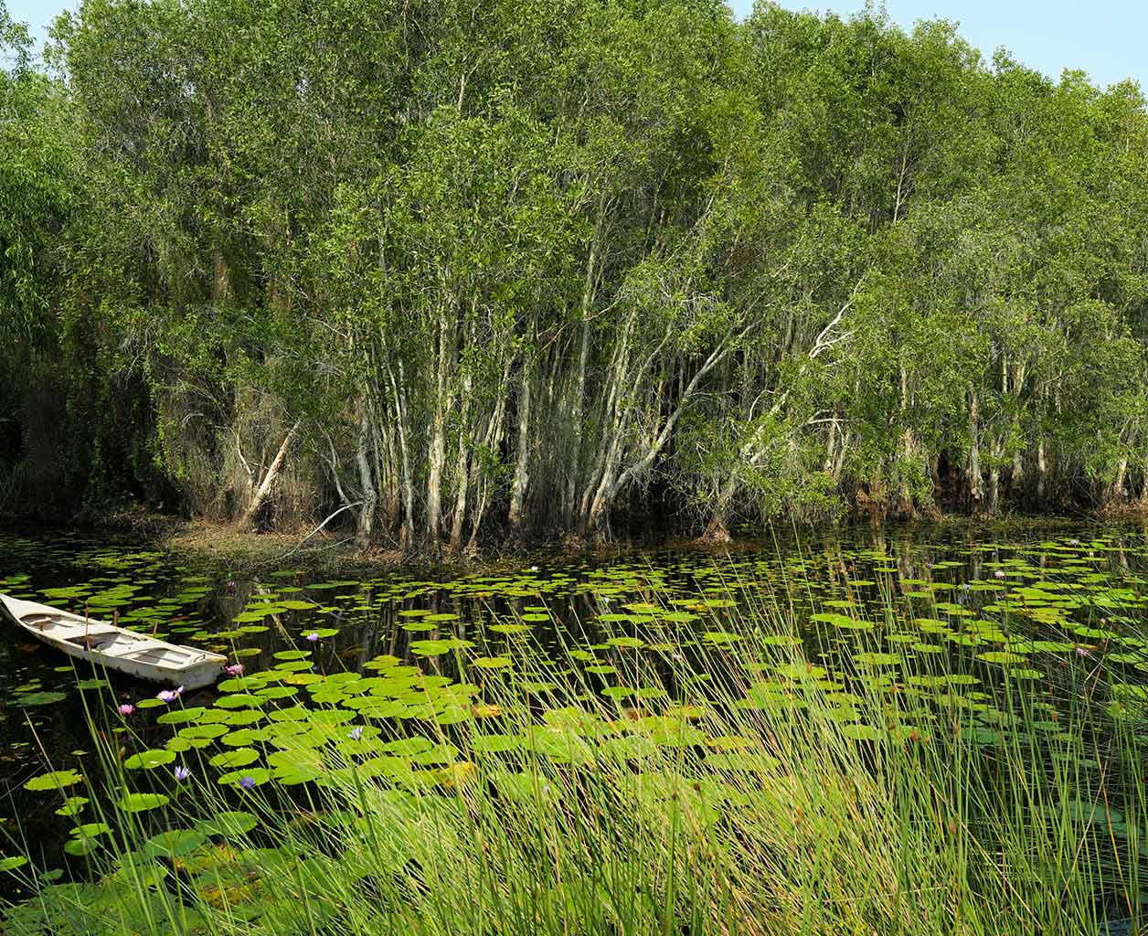 How to Maintain a Balanced Pond Ecosystem