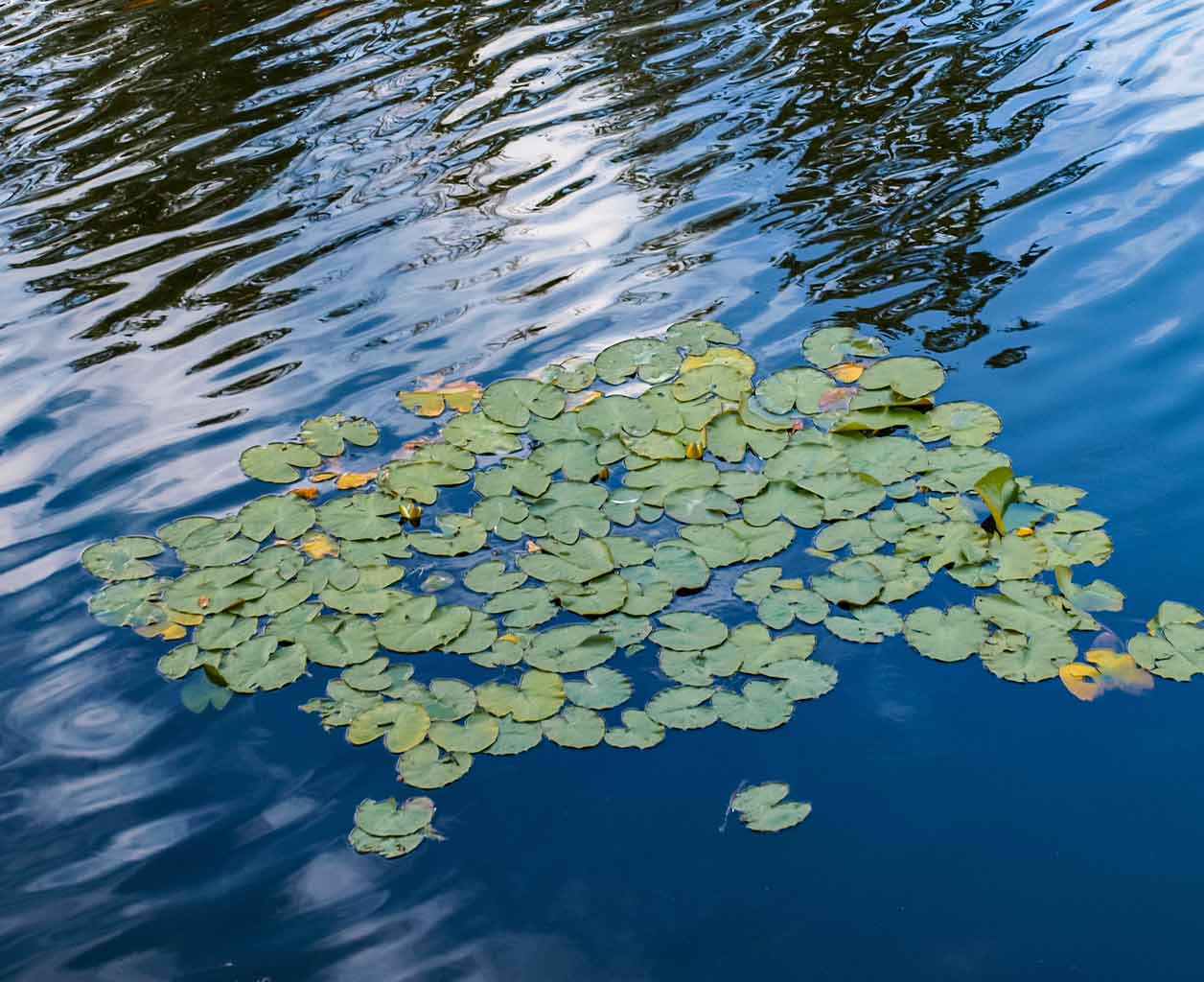 How to Prevent Invasive Aquatic Plants From Taking Over Your Pond