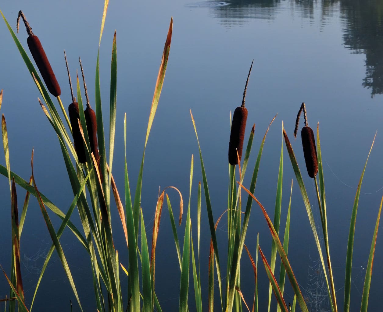 Cattails: Friend or Foe? Understanding Their Role in a Healthy Pond Ecosystem