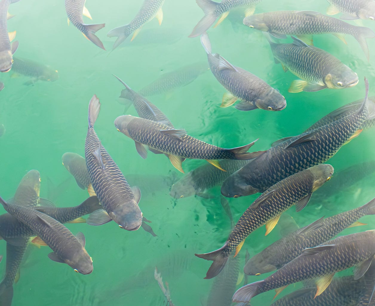 Summer Fish Kills: What Causes Them and How to Help Prevent Them