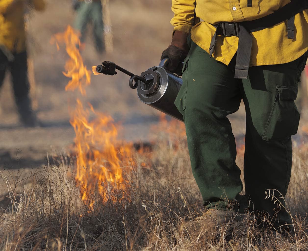 Prescribed Burns for Shoreline Restoration