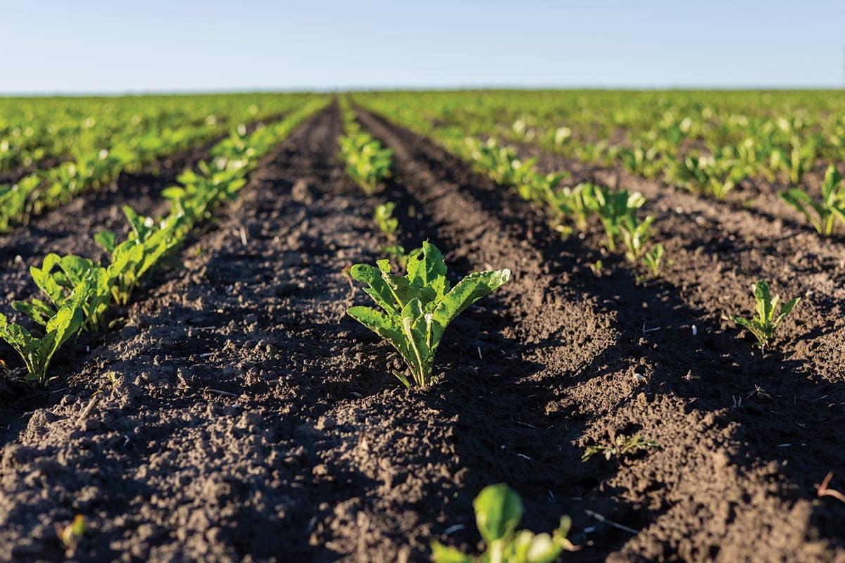Why Fall Is Native Planting Season: A Guide to Native Seeding & Shoreline Restoration