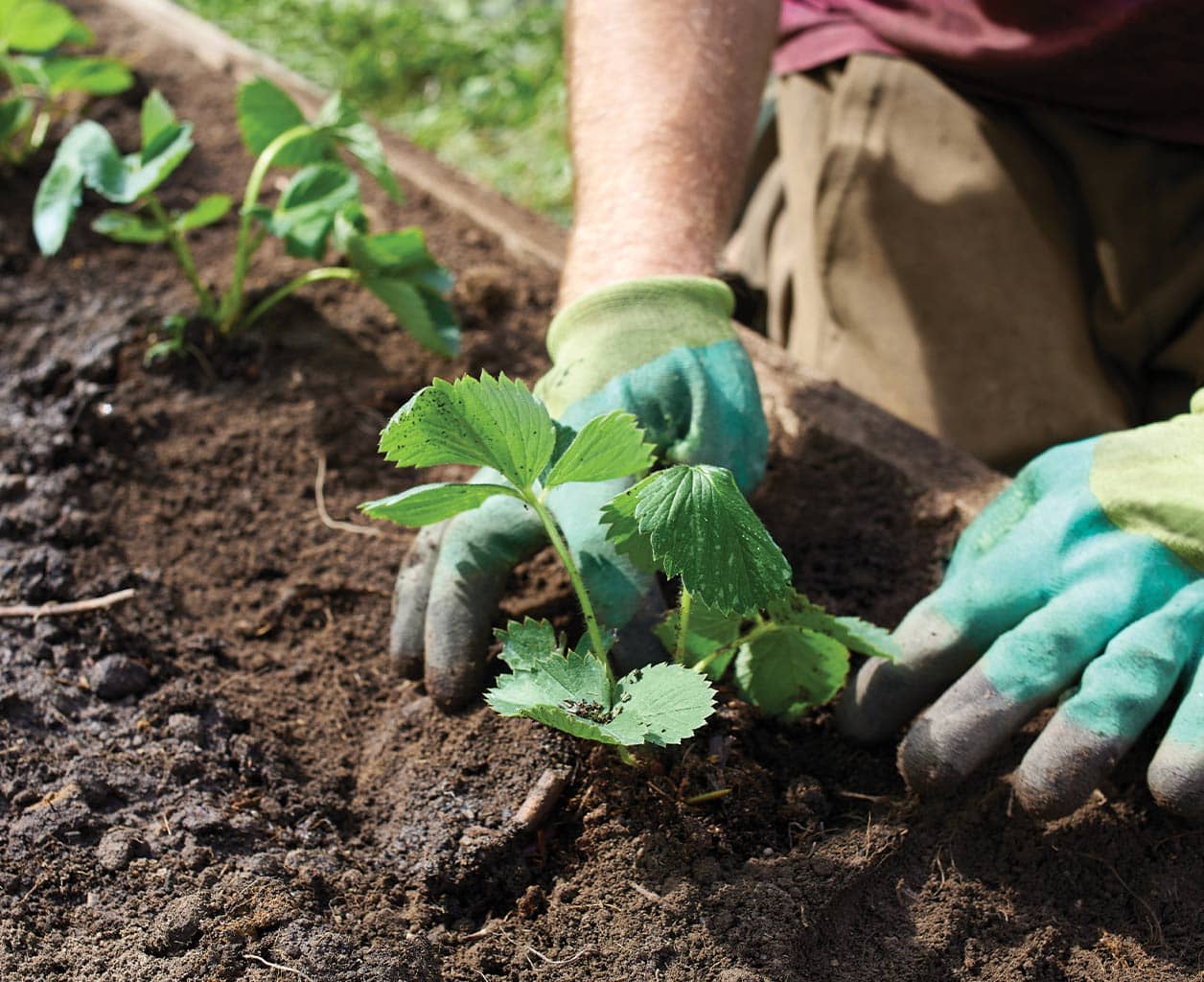 Why Fall Is Native Planting Season: A Guide to Native Seeding & Shoreline Restoration