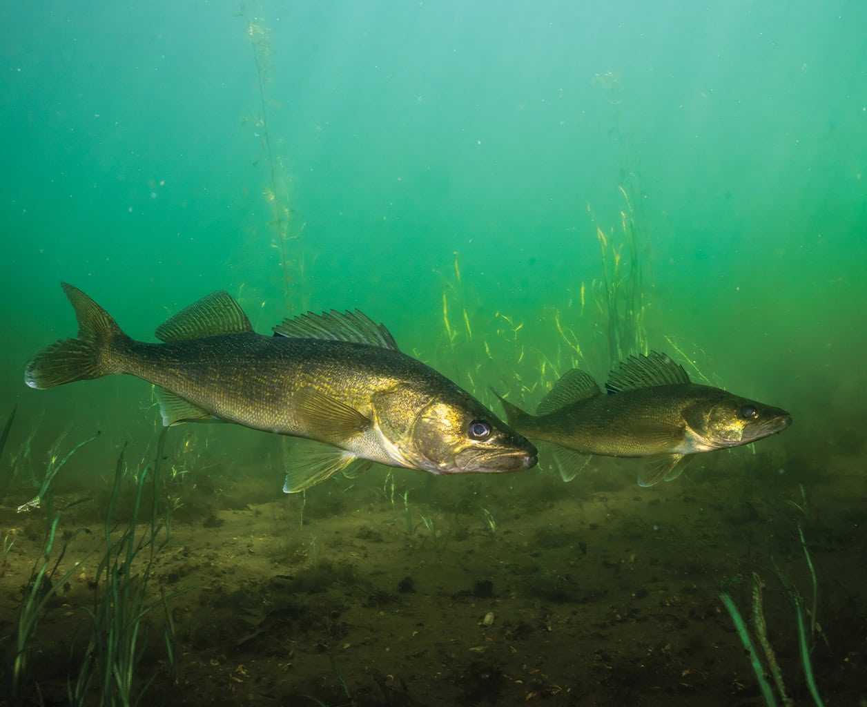 Fall Fish Stocking: How to Build a Stronger Fishery Before Winter