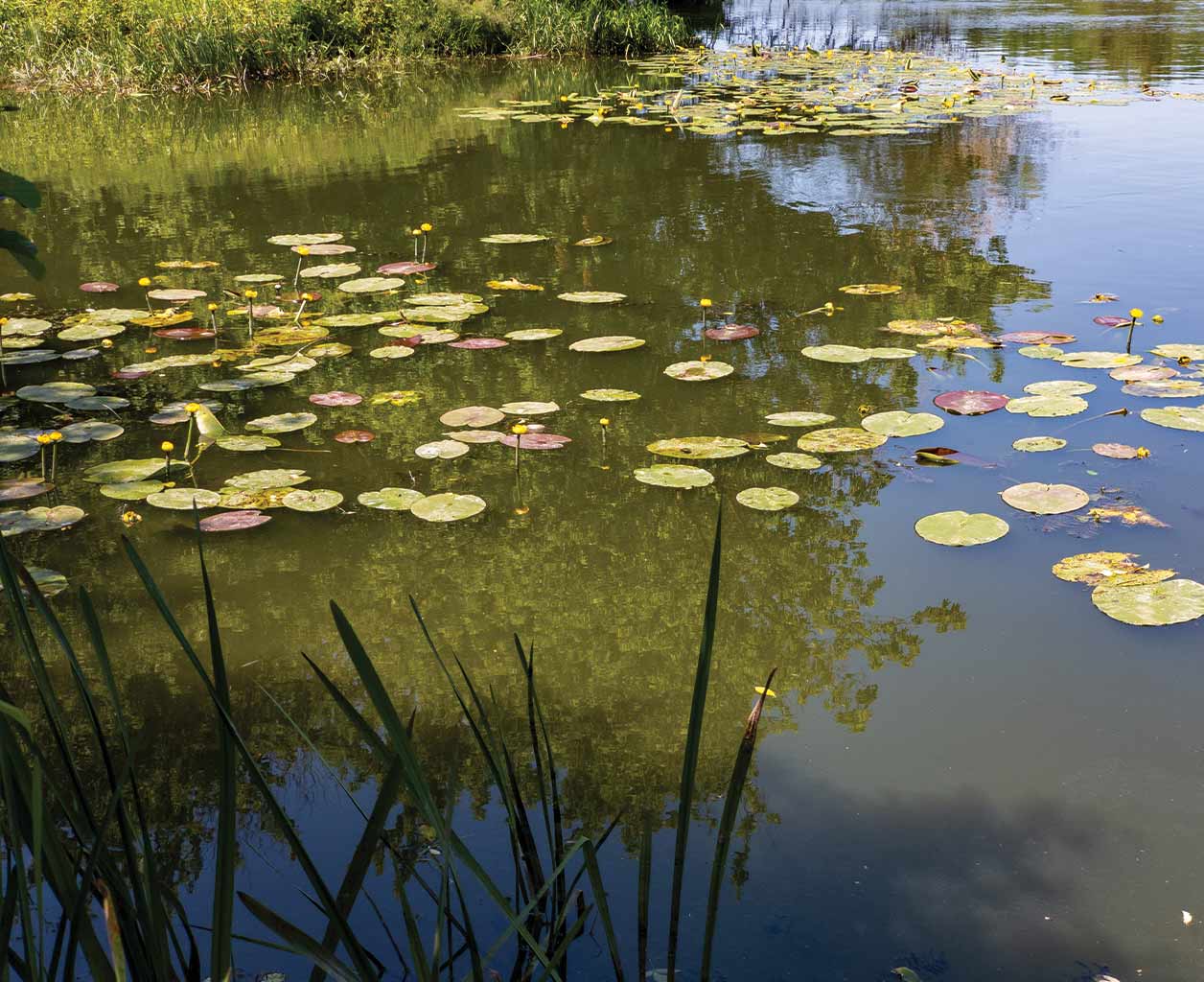 How to Prepare Your Lake or Pond for Fall: A Complete Waterbody Management Guide