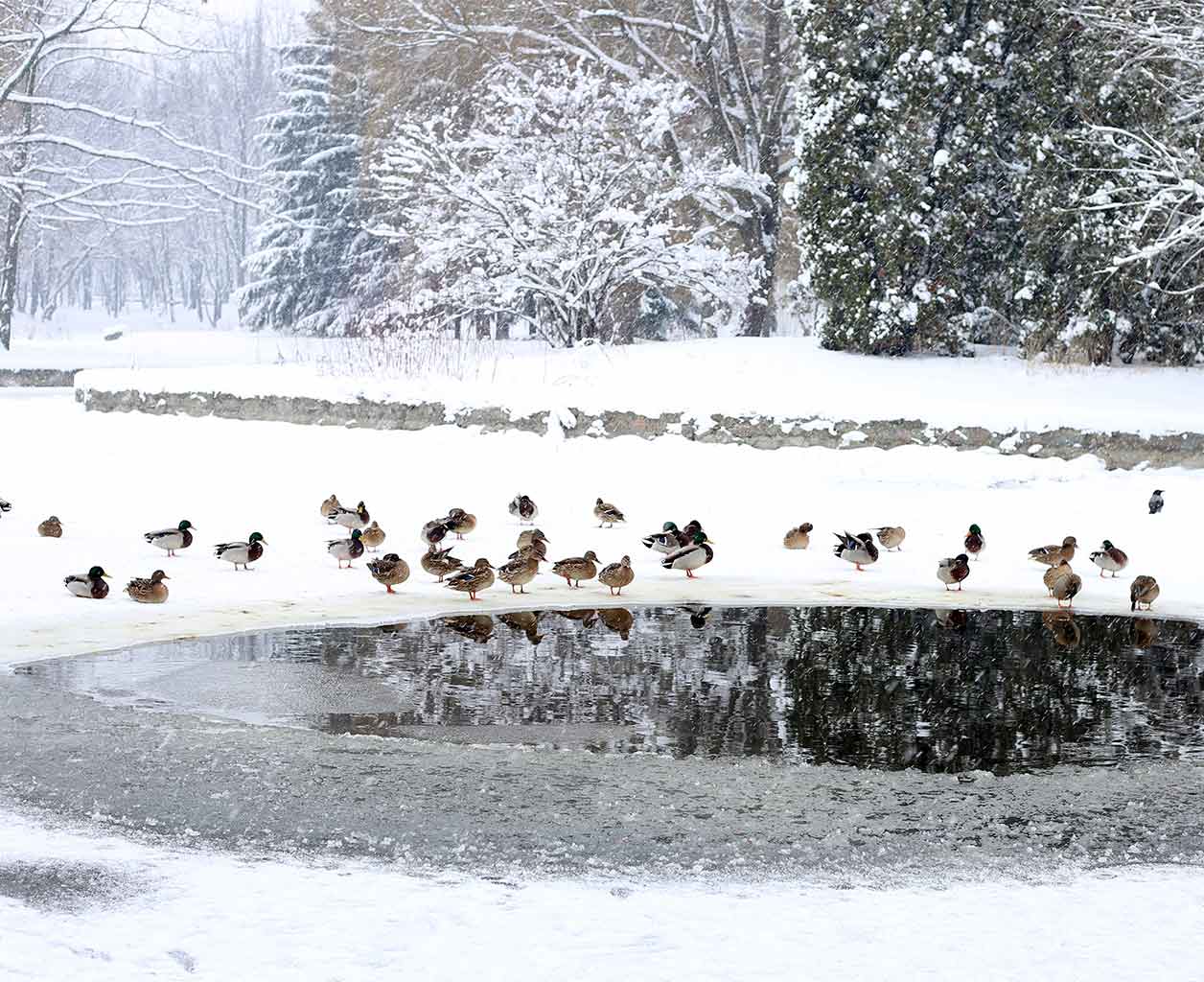 Is Your Pond Ready for Winter? 7 Fall Maintenance Tasks You Shouldn’t Skip